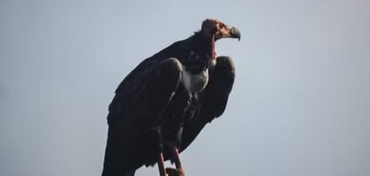 गिद्धों की कमी 5 लाख लोगों की असमय मौत की वजह बनी, पारिस्थितिकी तंत्र बिगड़ने से बड़ा खतरा