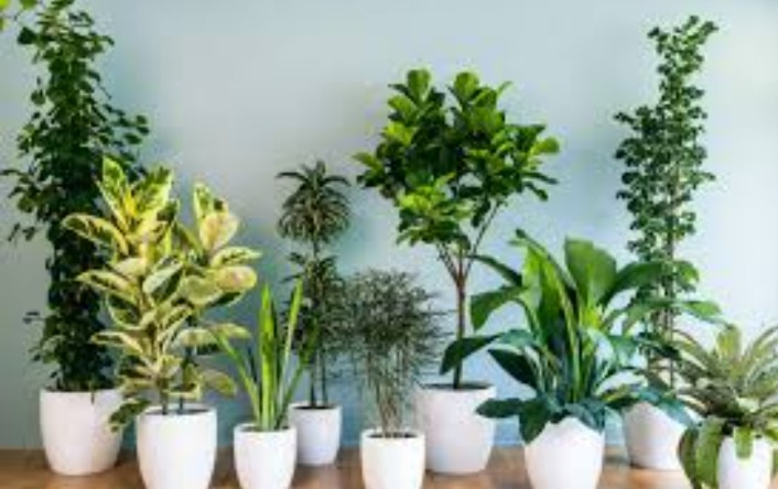 Vastu Tips: घर के पास इन पेड़-पौधों को लगाने पर हमेशा बनी रहती है सकारात्मक ऊर्जा
