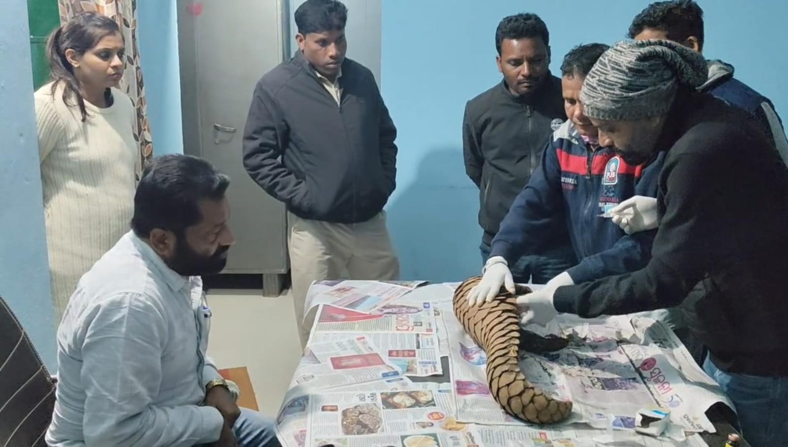 वन विभाग को बड़ी सफलता, अंतर्राज्यीय पेंगोलिन तस्कर गिरोह पकड़ा गया, एक जीवित पेंगोलिन बरामद