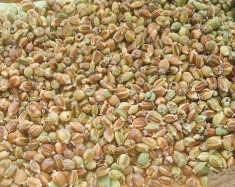 छत्तीसगढ़ में फैलता अफीम का जाल! दुर्ग के बाद बलरामपुर में खुलासा, 2 एकड़ में लहलहा रही थी अफीम की फसल