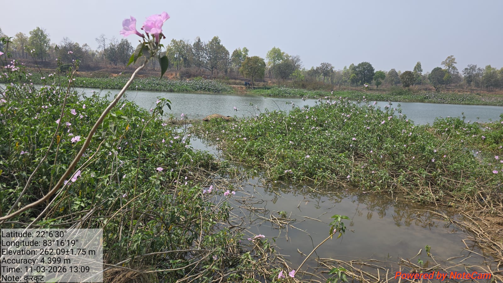 करंट से हाथियों और वन्यजीवों की मौत पर हाईकोर्ट सख्त, अपर मुख्य सचिव से मांगा शपथपत्र