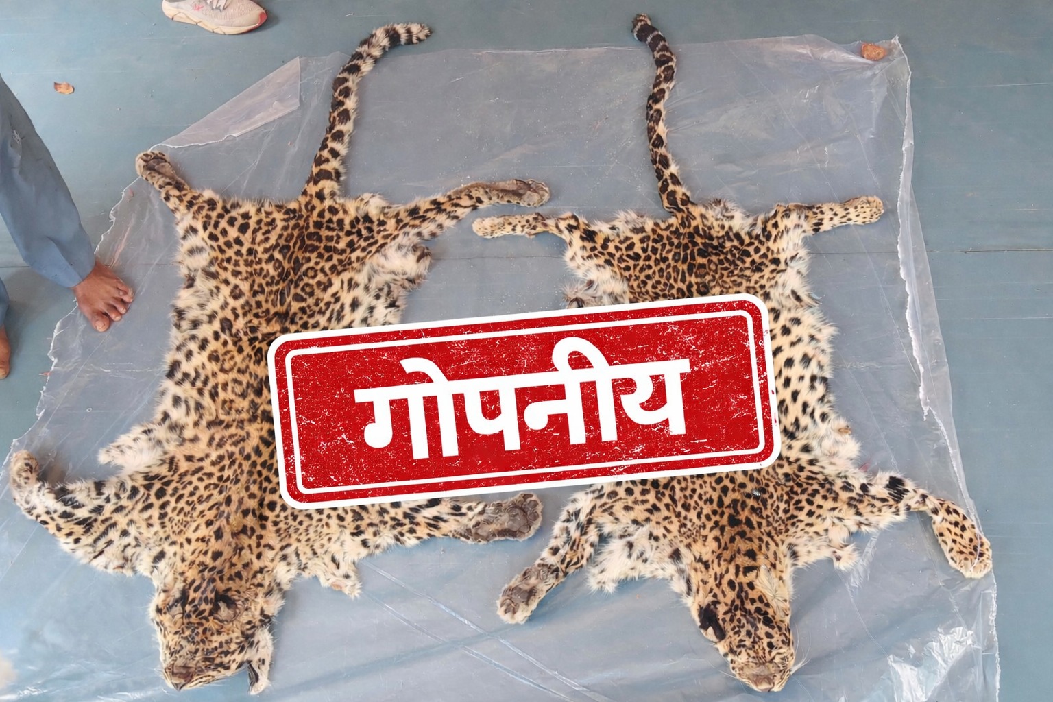 विधानसभा में जानकारी सार्वजनिक, RTI में गोपनीय – वन्यजीव मौतों पर उठे सवाल